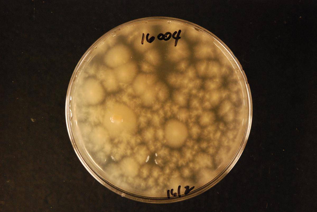 Helicodendron triglitziense image