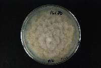 Phytophthora megasperma image