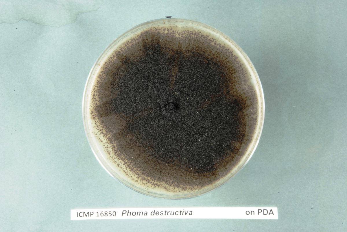 Allophoma zantedeschiae image