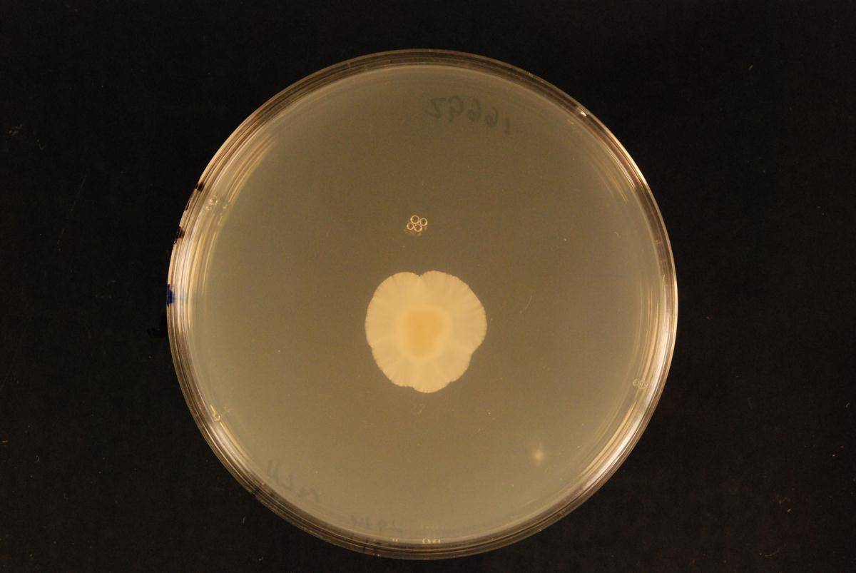 Anthostomella umbrinella image