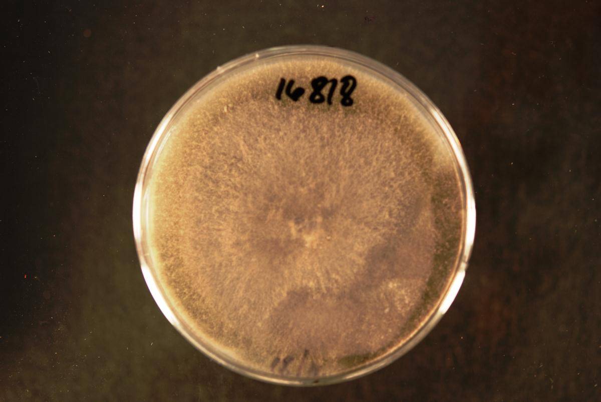 Phaeobotryosphaeria citrigena image