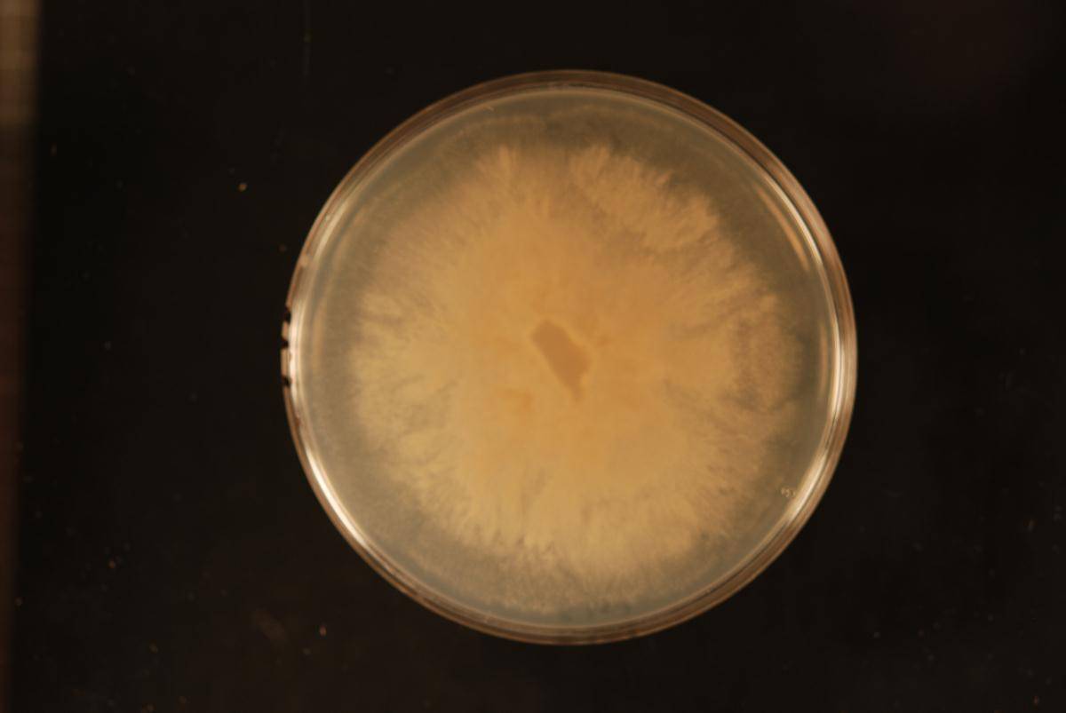 Phytophthora megasperma image