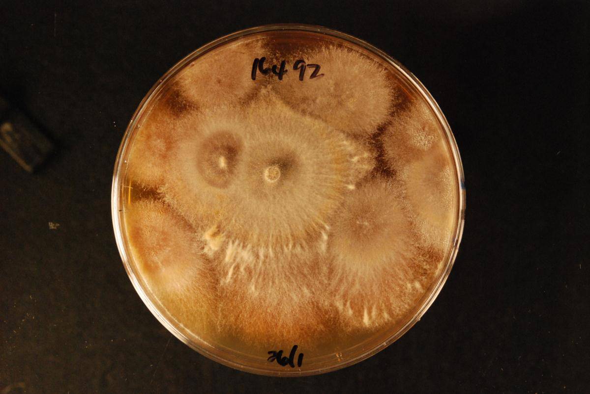 Gloeocystidiellum inconstans image