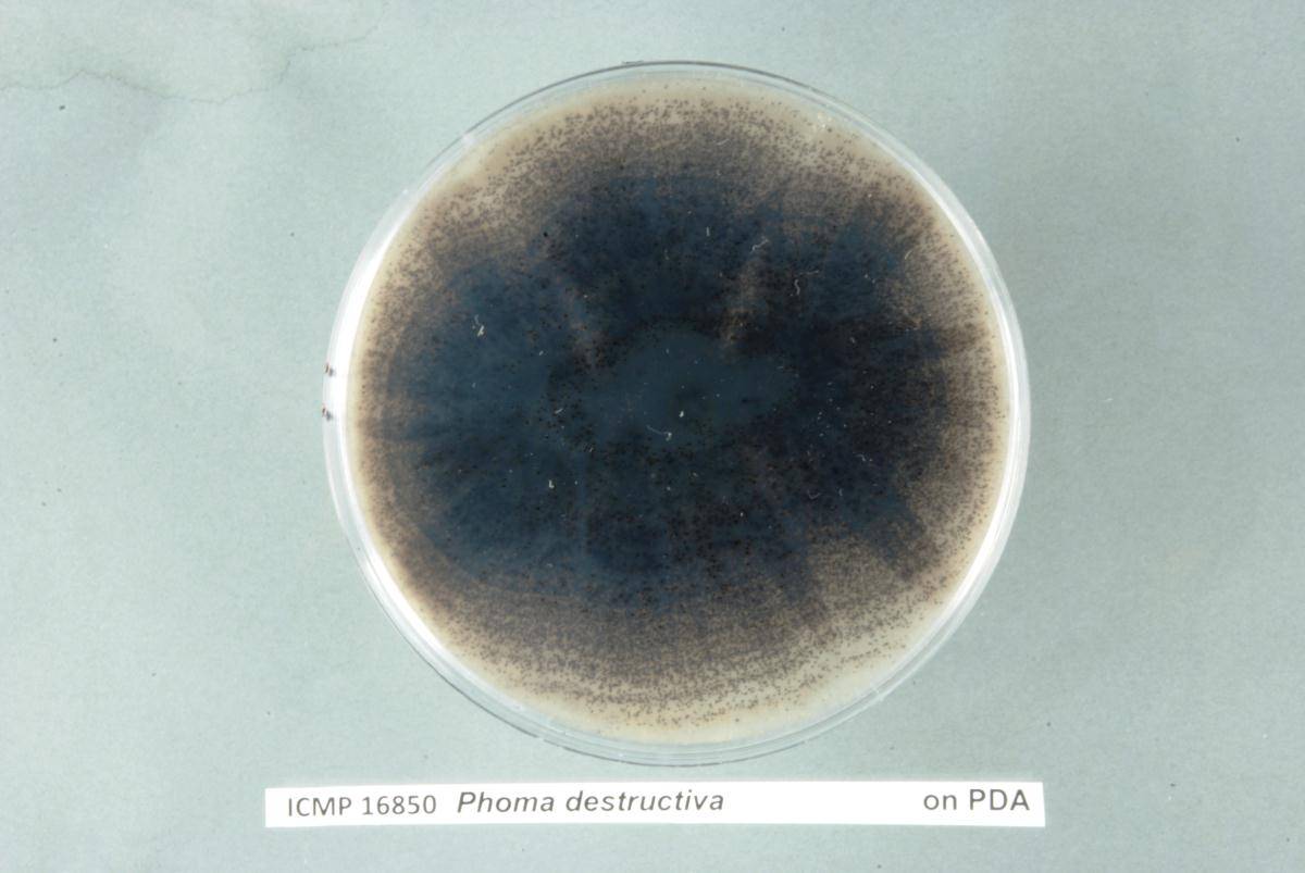 Allophoma image