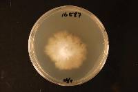 Scytinostroma praestans image