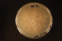 Phytophthora megasperma image