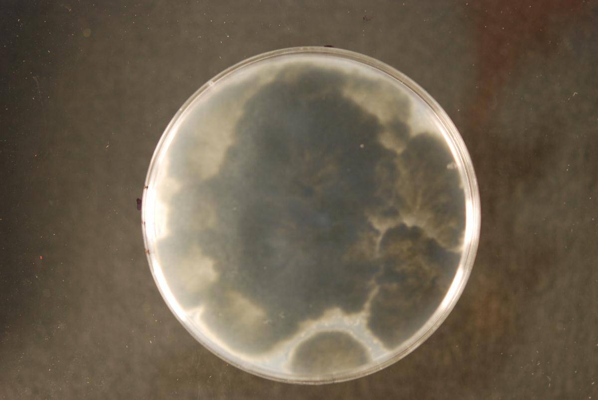 Dothiorella citricola image