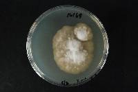 Phytophthora megasperma image