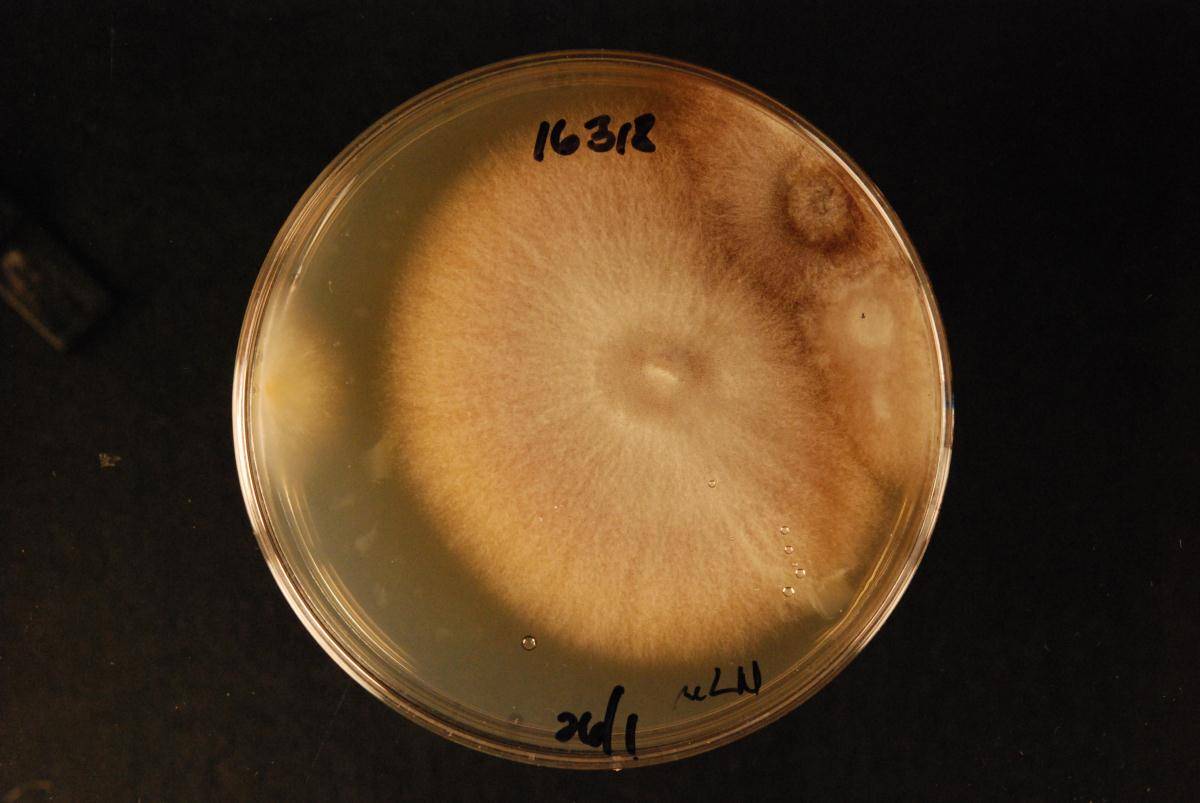 Gloeocystidiellum inconstans image