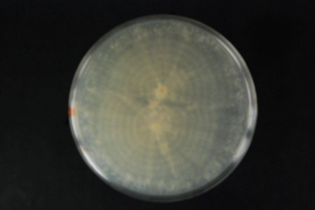 Phytophthora megasperma image