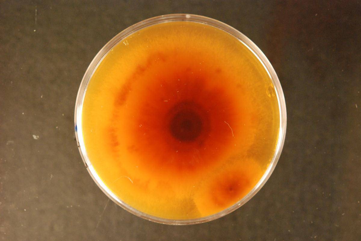 Gloeocystidiellum inconstans image