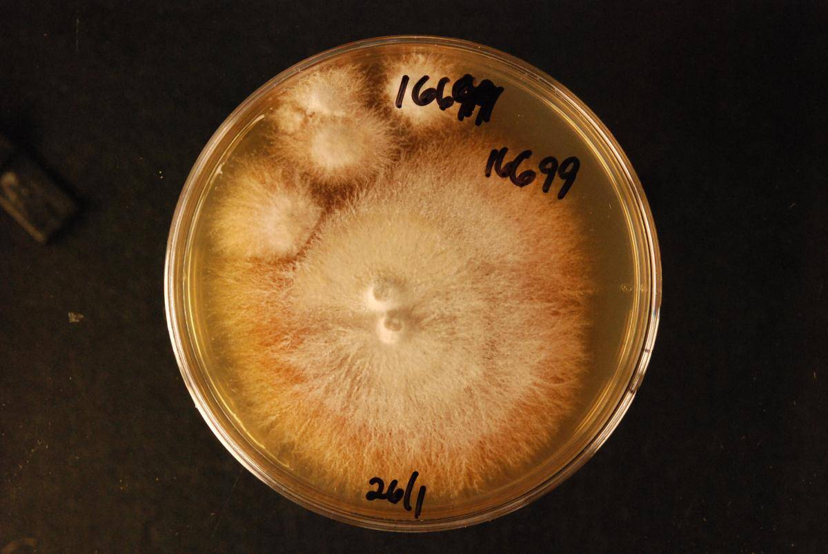 Gloeocystidiellum inconstans image