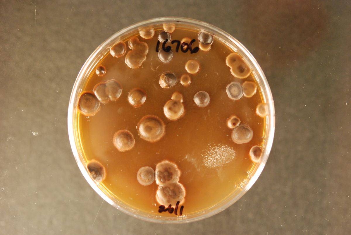 Hypoderma obtectum image