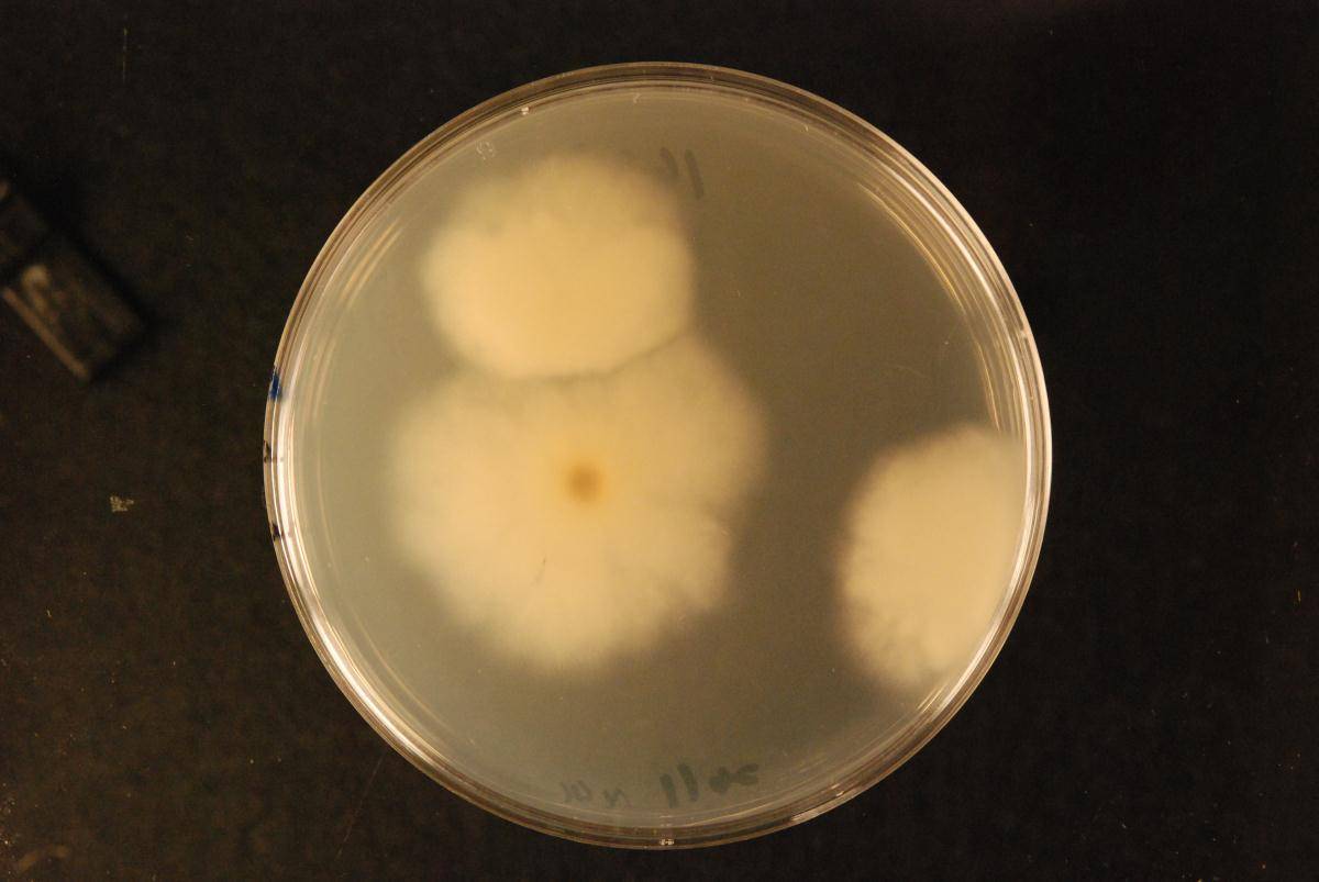 Anthostomella umbrinella image
