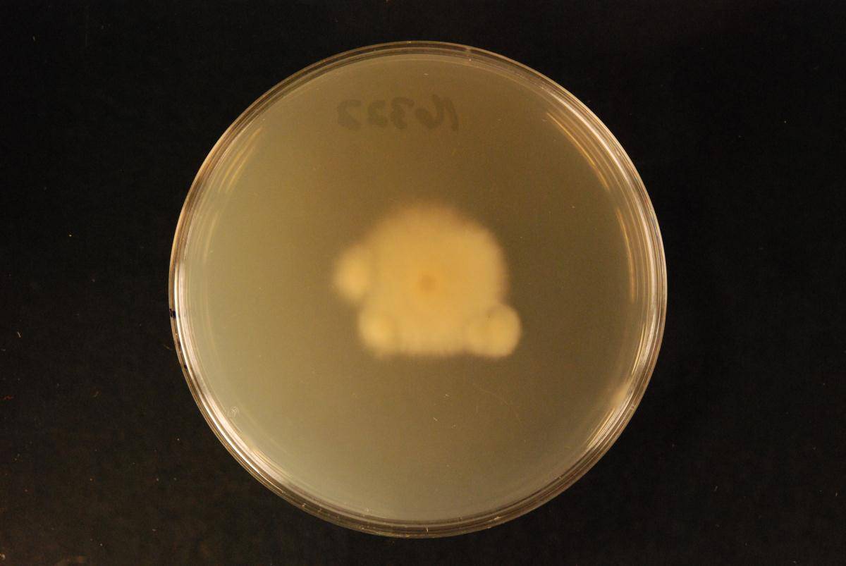 Helicogloea lunula image