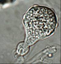 Phytophthora cocois image