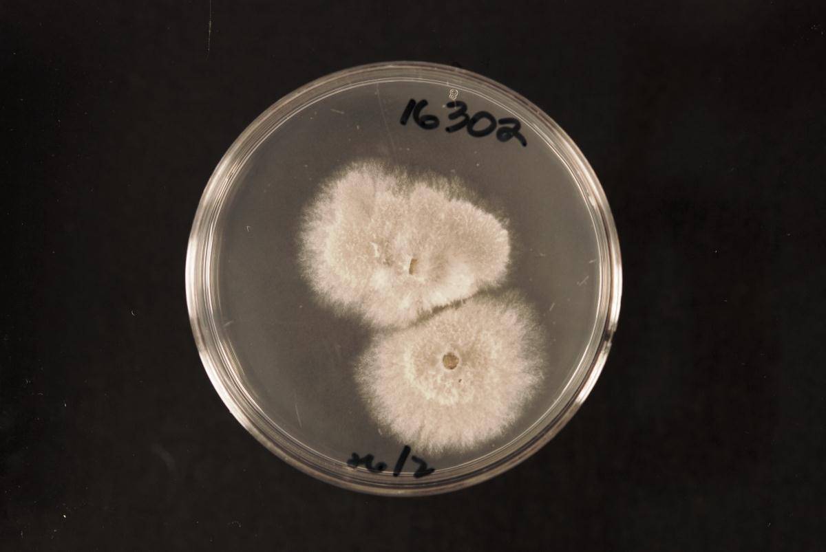 Phomopsis eucommiicola image