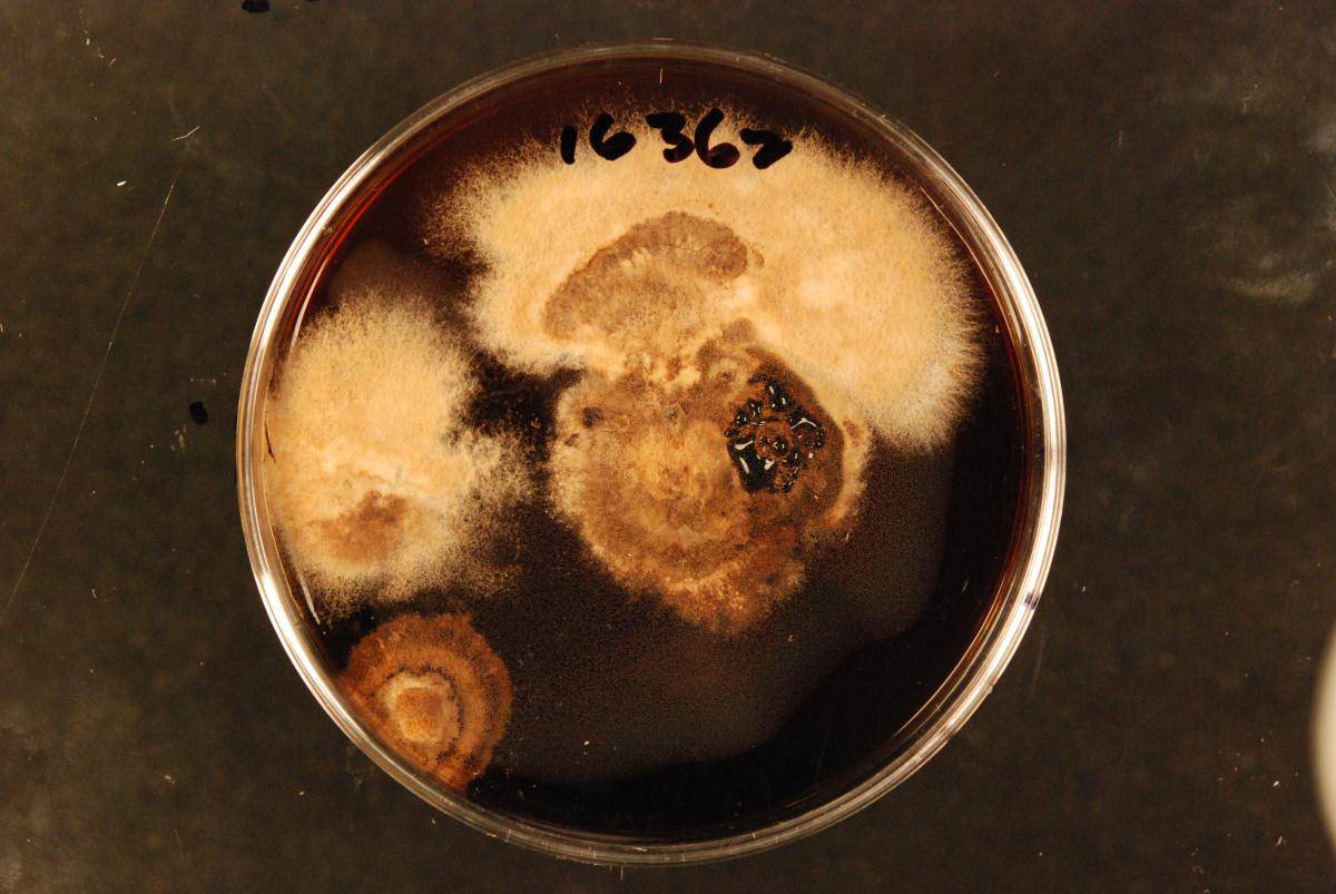 Cryptophiale udagawae image