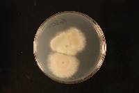 Phomopsis eucommiicola image