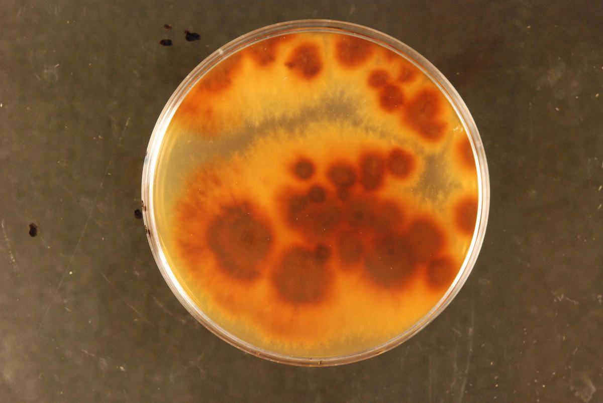 Hymenochaete villosa image