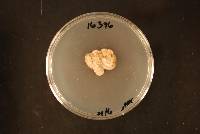 Cordyceps robertsii image