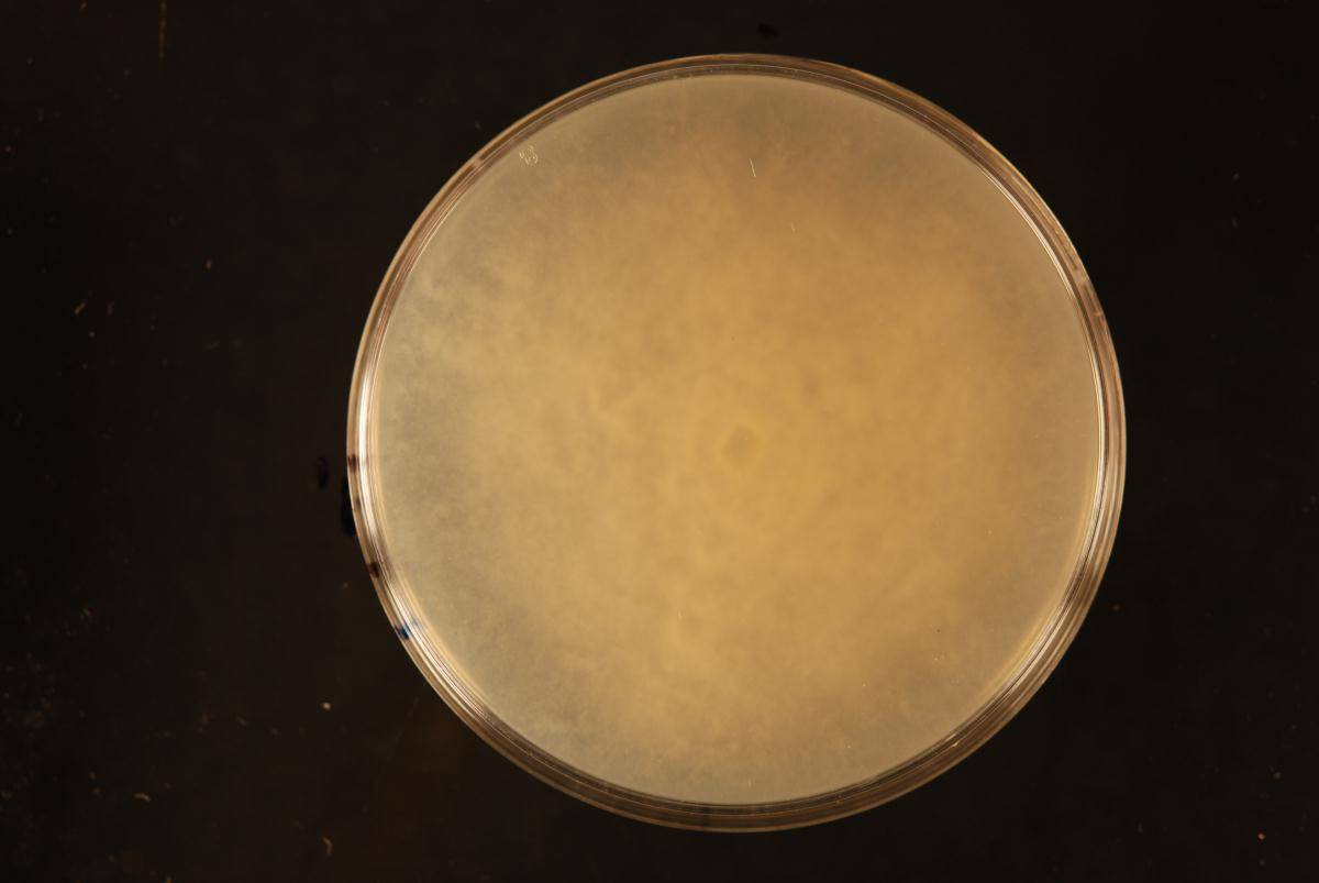 Phytophthora megasperma image