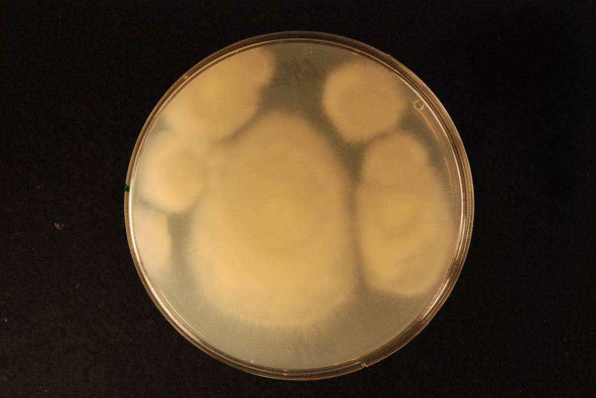 Dichomitus leucoplacus image