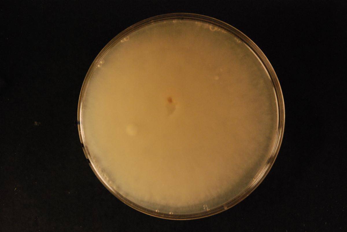Phytophthora cocois image