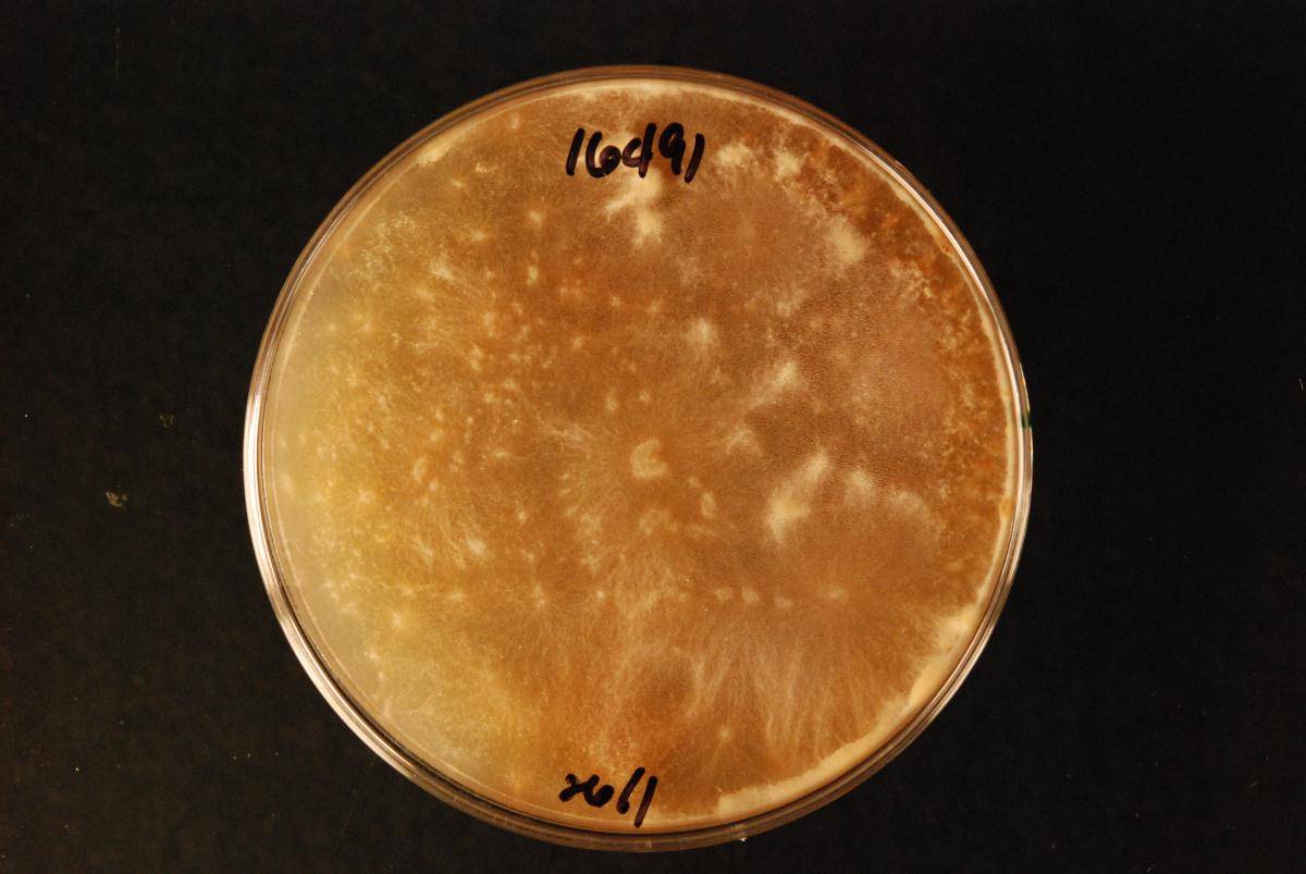 Gloeocystidiellum inconstans image