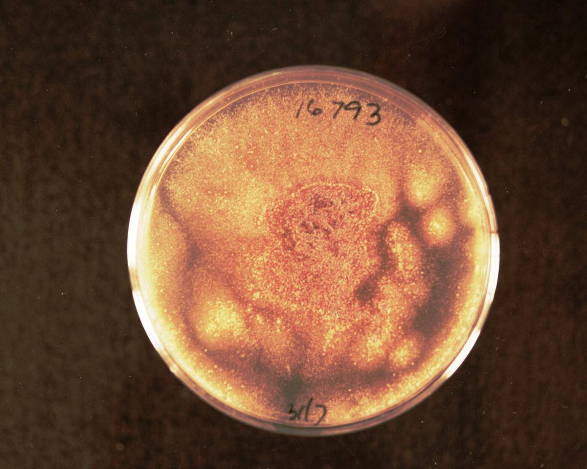 Cylindrocarpon liriodendri image
