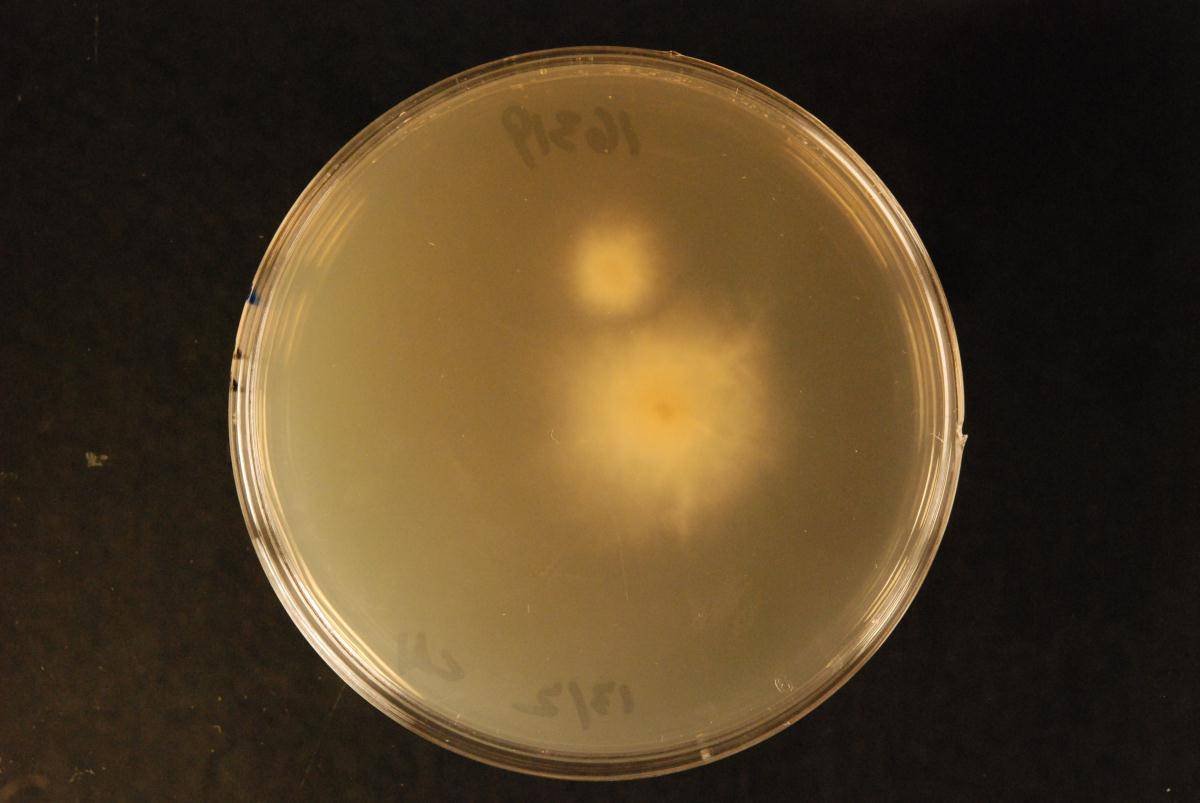 Mycoacia lutea image