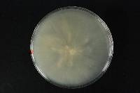 Phytophthora megasperma image