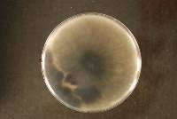 Phaeobotryosphaeria citrigena image