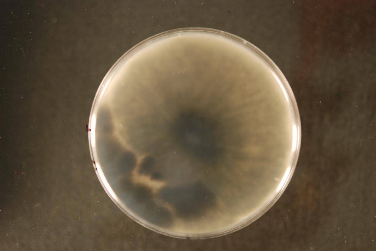 Phaeobotryosphaeria citrigena image