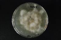 Phytophthora megasperma image