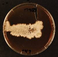 Propolis farinosa image