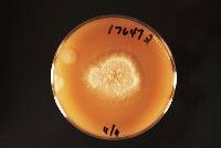 Heterobasidion annosum image