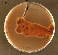 Propolis farinosa image
