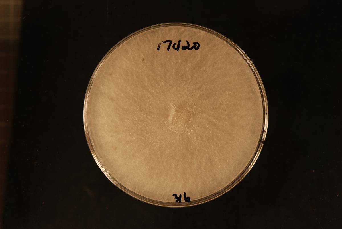 Eutypella citricola image