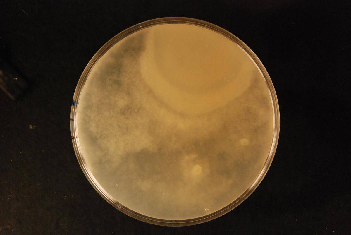 Phytophthora agathidicida image