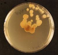 Coccomyces crystalligerus image