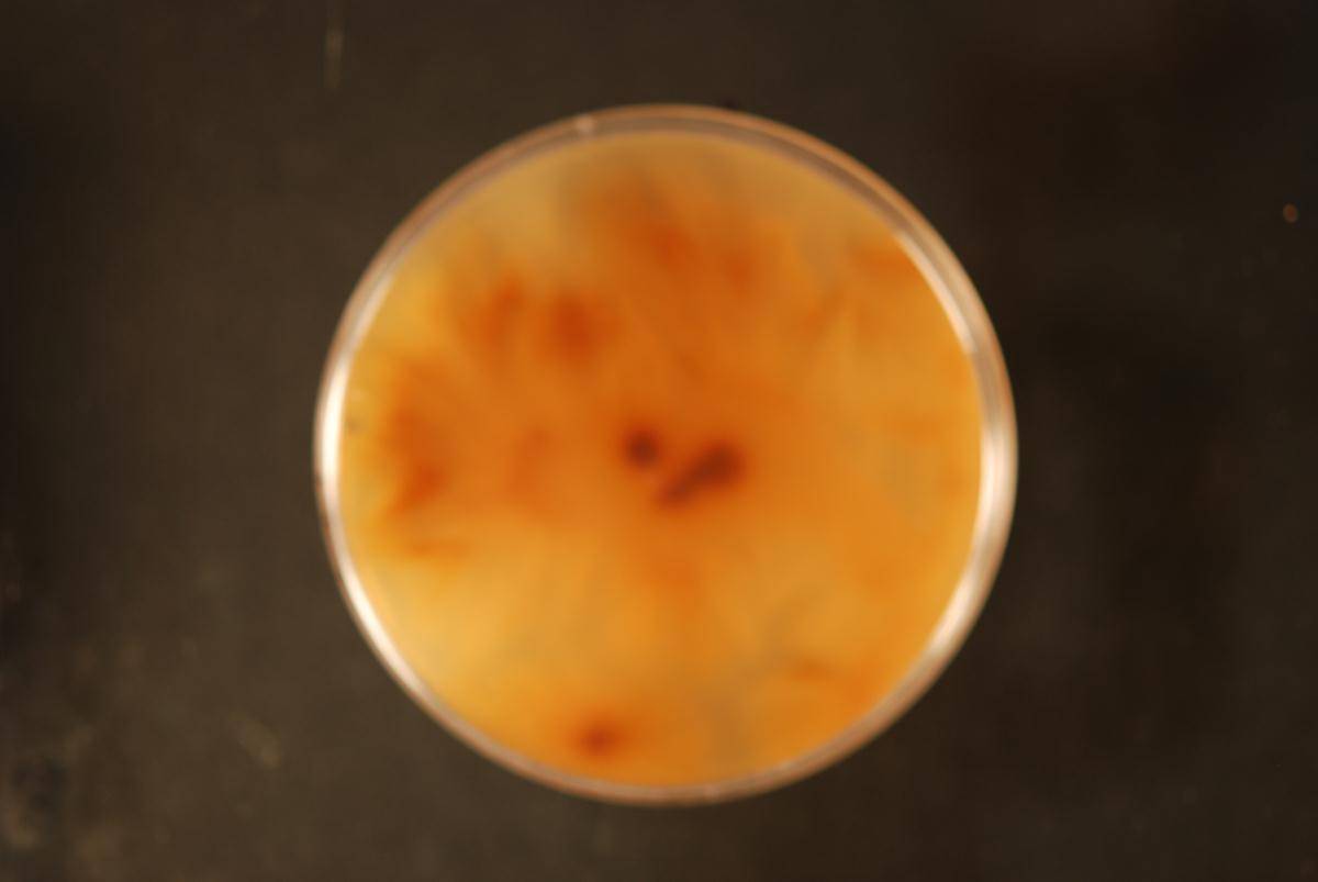 Cylindrocarpon macrodidymum image