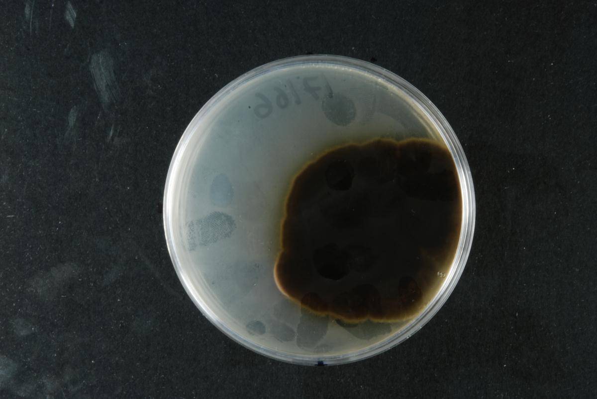 Cercospora apii image