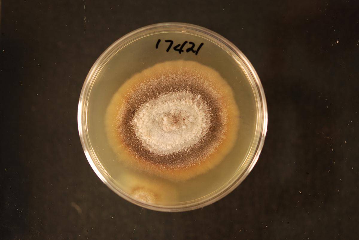 Phaeoacremonium armeniacum image