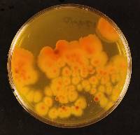 Coccomyces radiatus image