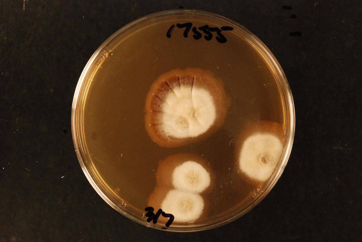 Trechispora stevensonii image