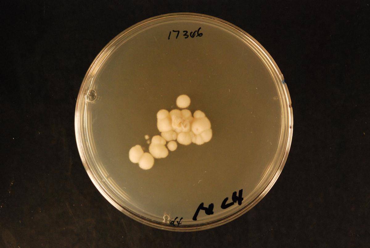 Lophodermium brunneolum image