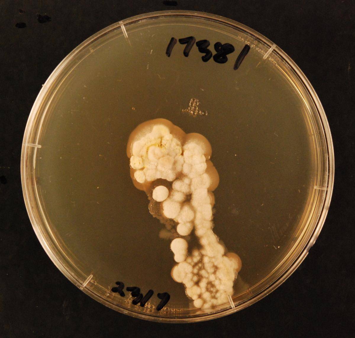 Ramomarthamyces dracophylli image