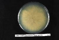 Phytophthora agathidicida image