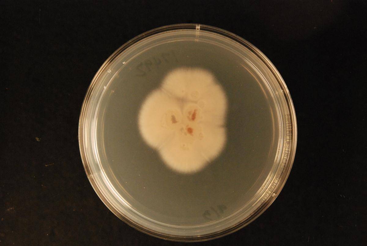 Umbelopsis ramanniana image